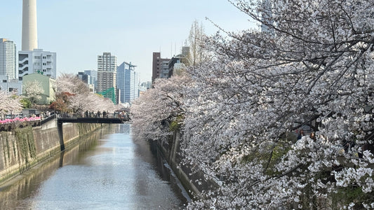 中目黒・CASA WIMOで開催「桜キャンペーン」イベントレポート